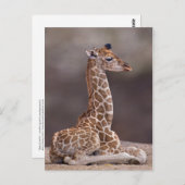 Baby Giraffe Postcard Postkarte (Vorne/Hinten)