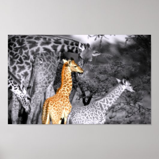 Baby Giraffe Poster (Vorne)