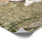 Baby Giraffe Poster (Ecke)