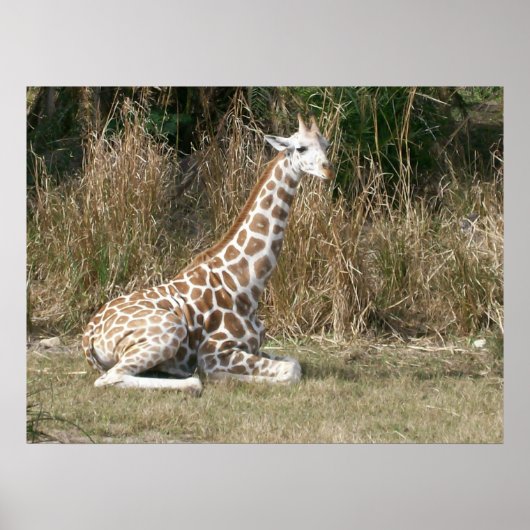 Baby Giraffe Poster (Vorne)