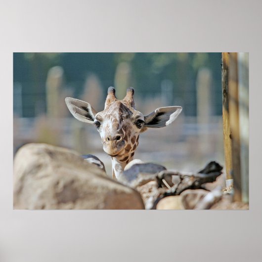Baby Giraffe Poster (Vorne)
