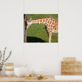 Baby Giraffe Poster (Küche)