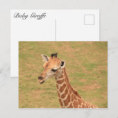 Baby Giraffe Postkarte (Vorne/Hinten)