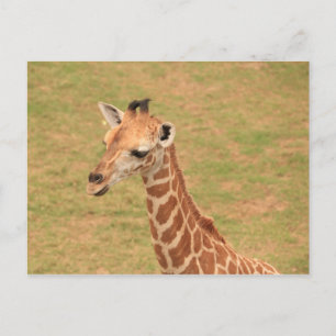 Baby Giraffe Postkarte