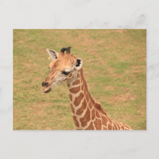 Baby Giraffe Postkarte (Vorderseite)