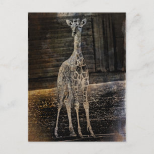 Baby Giraffe Postkarte