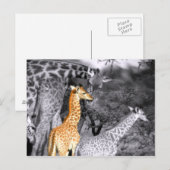Baby Giraffe Postkarte (Vorne/Hinten)