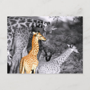 Baby Giraffe Postkarte