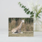 Baby Giraffe Postkarte (Stehend Vorderseite)