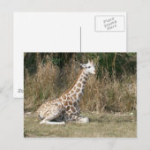Baby Giraffe Postkarte (Vorne/Hinten)