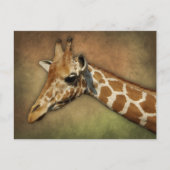 Baby Giraffe Postkarte (Vorderseite)