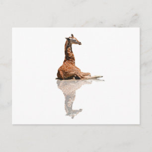 BABY GIRAFFE POSTKARTE