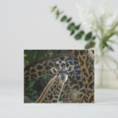 Baby Giraffe Postkarte (Stehend Vorderseite)