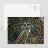 Baby Giraffe Postkarte (Vorne/Hinten)