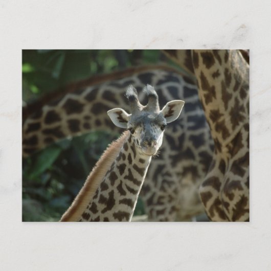 Baby Giraffe Postkarte (Vorderseite)
