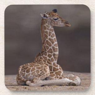 Baby Giraffe Set of 6 Coasters Getränkeuntersetzer