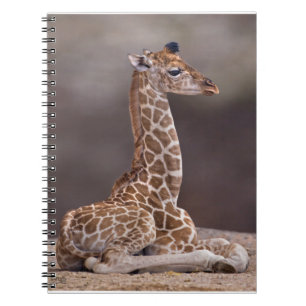 Baby-Giraffen-Notizbuch Notizblock