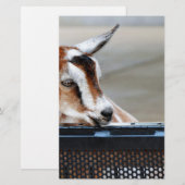 Baby Goat Briefpapier (Vorne/Hinten)