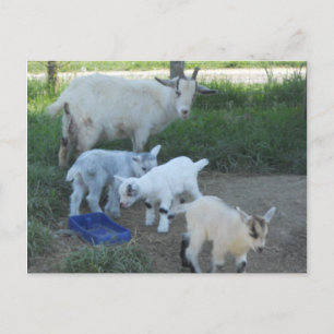 Baby Goat Family Postkarte