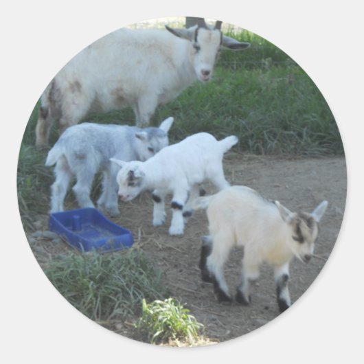 Baby Goat Family Runder Aufkleber (Vorderseite)