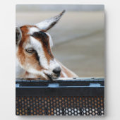 Baby Goat Fotoplatte (Vorderseite)