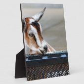 Baby Goat Fotoplatte (Seite)