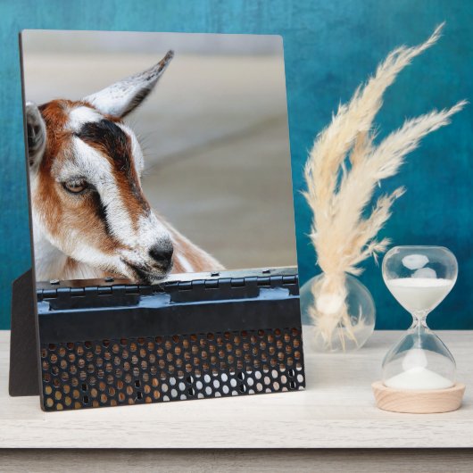 Baby Goat Fotoplatte (Seite)