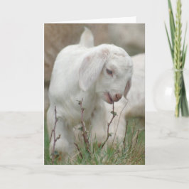 Baby Goat Karte