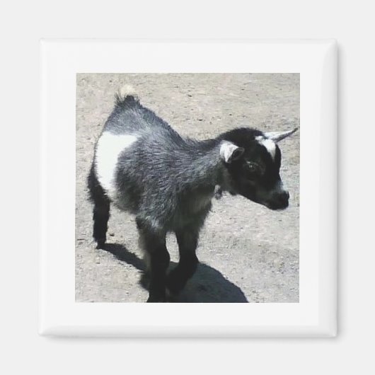 Baby Goat Magnet (Vorne)