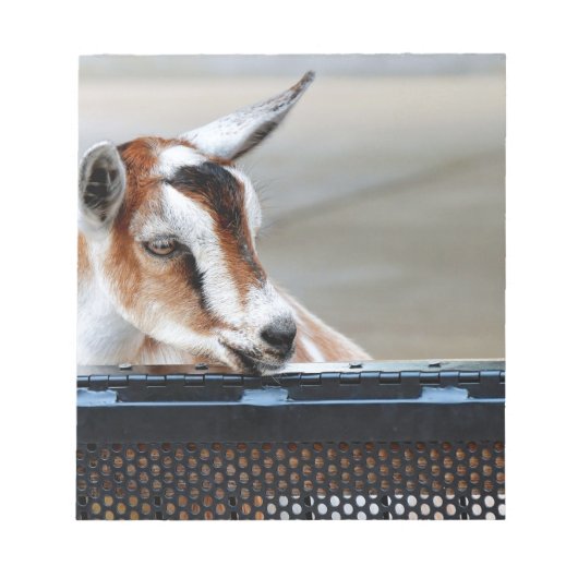 Baby Goat Notizblock (Vorderseite)