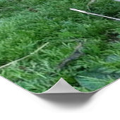 Baby Goat Poster (Ecke)