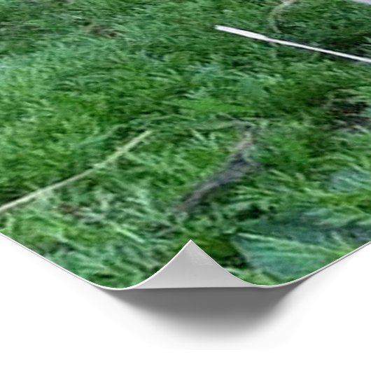 Baby Goat Poster (Ecke)