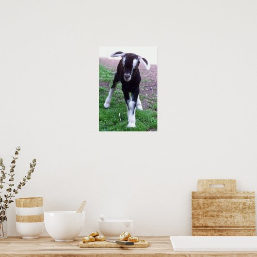 Baby Goat Poster (Küche)