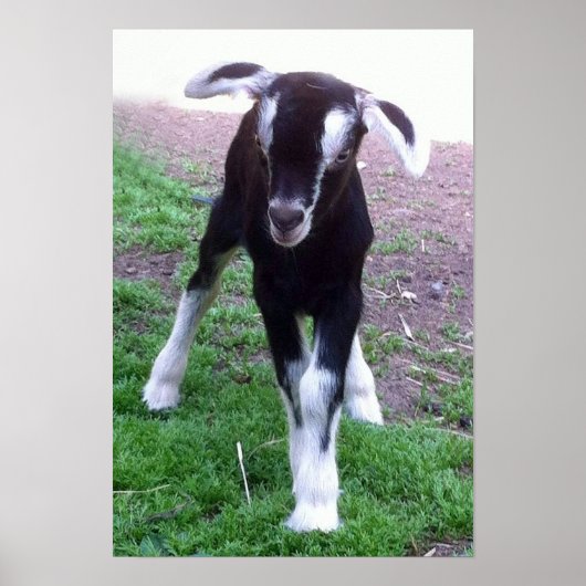 Baby Goat Poster (Vorne)