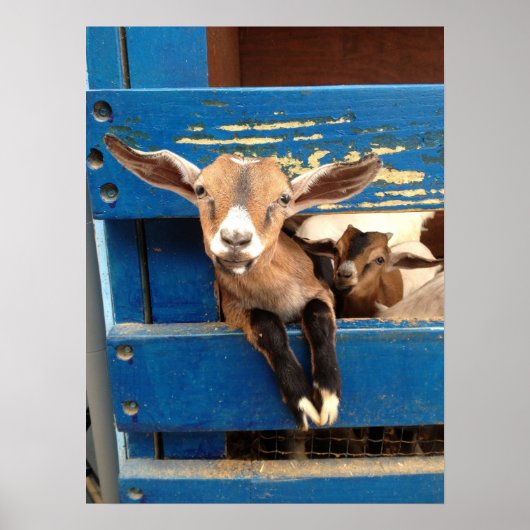 Baby Goat Poster (Vorne)
