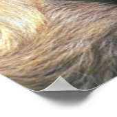 Baby Goat Poster (Ecke)