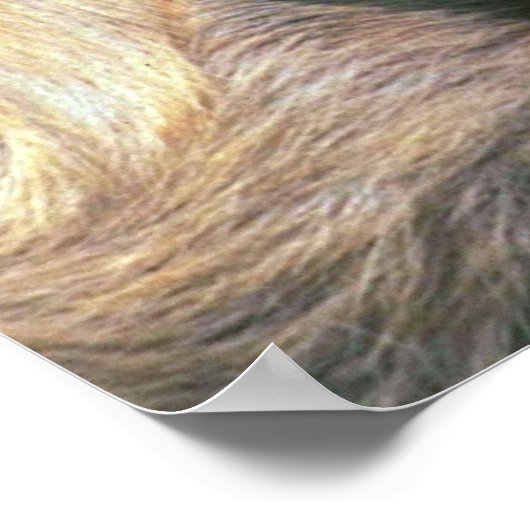 Baby Goat Poster (Ecke)