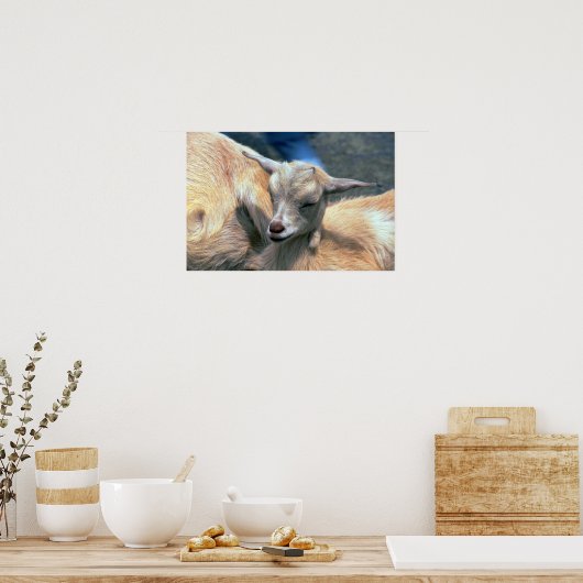 Baby Goat Poster (Küche)