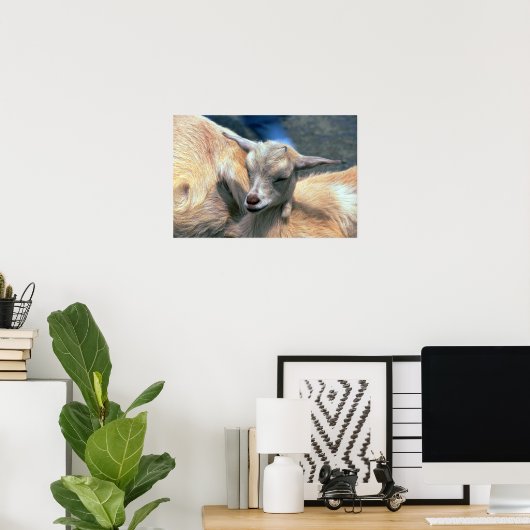 Baby Goat Poster (Heimbüro)