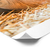 Baby Goat Poster (Ecke)