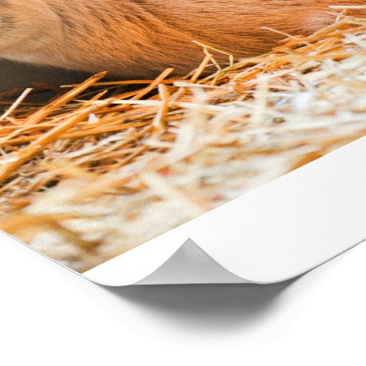 Baby Goat Poster (Ecke)