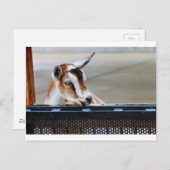 Baby Goat Postkarte (Vorne/Hinten)