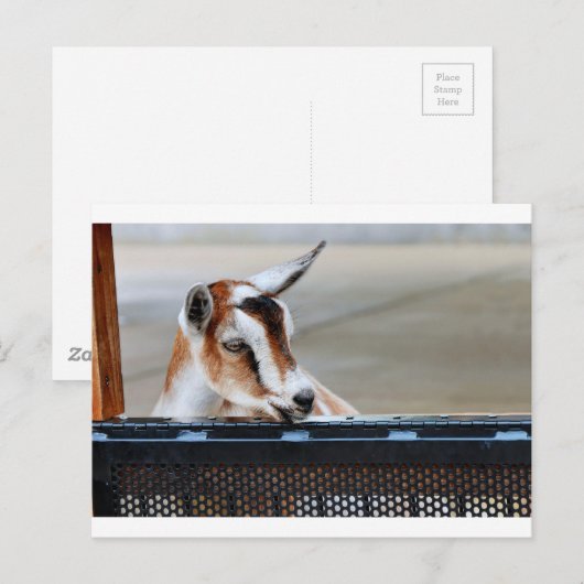 Baby Goat Postkarte (Vorne/Hinten)