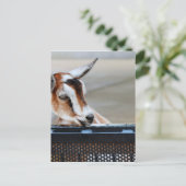 Baby Goat Postkarte (Stehend Vorderseite)