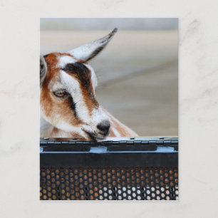Baby Goat Postkarte