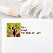 Baby Goat - Rücksendeadresse (Insitu)