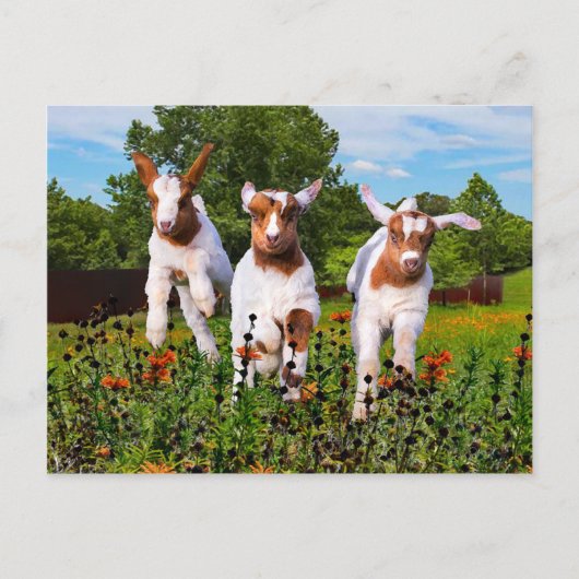 "Baby Goats" Postkarte (Vorderseite)