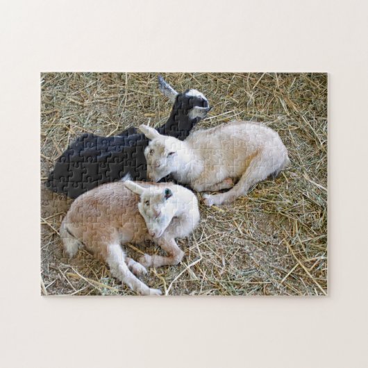 Baby Goats Sleeping Puzzle (Horizontal)