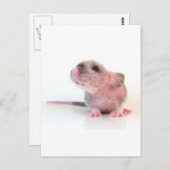 Baby Gobi Rat Postkarte (Vorne/Hinten)