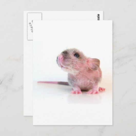 Baby Gobi Rat Postkarte (Vorne/Hinten)